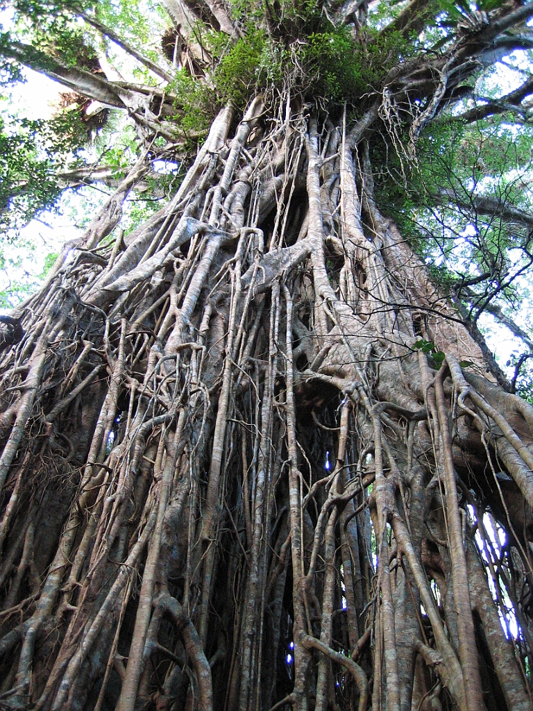 133 Cathedral Fig Tree.jpg